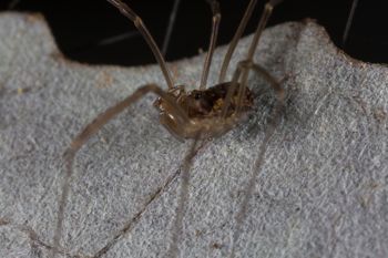 Media type: image; Invertebrate Zoology 133381   Description: live specimen;